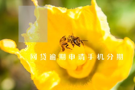 网贷逾期申请手机分期 网贷逾期申请手机分期