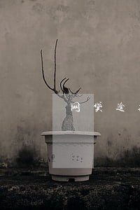 网贷逾期申请招行信用卡能过吗 网贷逾期申请招行信用卡能过吗