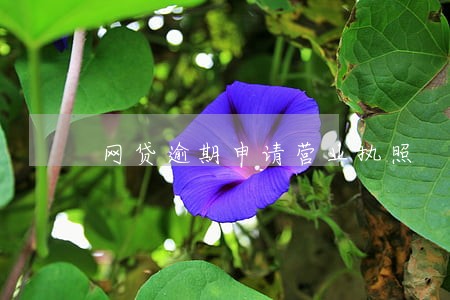 网贷逾期申请营业执照 网贷逾期申请营业执照