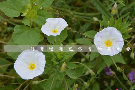 网贷逾期电话号码显示律师事务所 网贷逾期电话号码显示律师事务所
