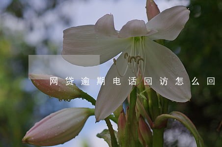 网贷逾期电话回访怎么回复 网贷逾期电话回访怎么回复