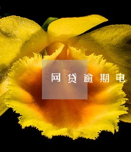 网贷逾期电话打到乡综合办 网贷逾期电话打到乡综合办