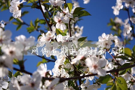 网贷逾期电话打到公司 网贷逾期电话打到公司
