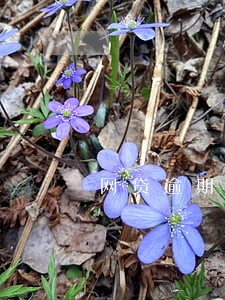 网贷逾期电话打到村委会 网贷逾期电话打到村委会