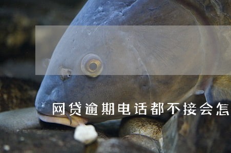 网贷逾期电话都不接会怎么么样 网贷逾期电话都不接会怎么么样