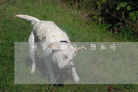 网贷逾期的人想死吗 网贷逾期的人想死吗
