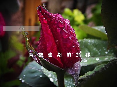 网贷逾期的加群 网贷逾期的加群