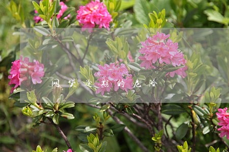 网贷逾期的危险 网贷逾期的危险