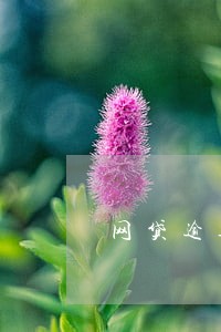 网贷逾期的可不可以只还本金 网贷逾期的可不可以只还本金