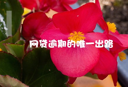 网贷逾期的唯一出路 网贷逾期的唯一出路