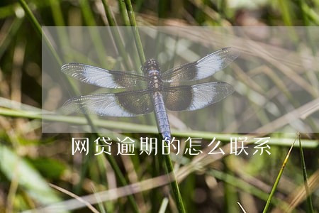 网贷逾期的怎么联系 网贷逾期的怎么联系