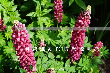 网贷逾期的情况说明书 网贷逾期的情况说明书