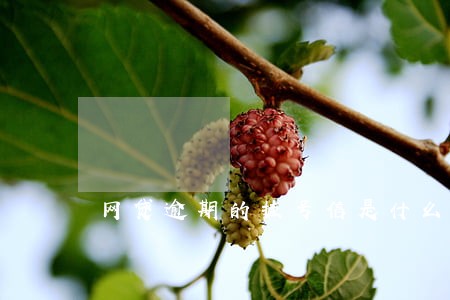 网贷逾期的挂号信是什么