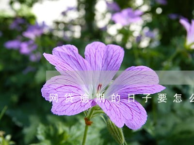 网贷逾期的日子要怎么过 网贷逾期的日子要怎么过