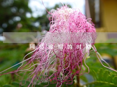 网贷逾期的时期 网贷逾期的时期
