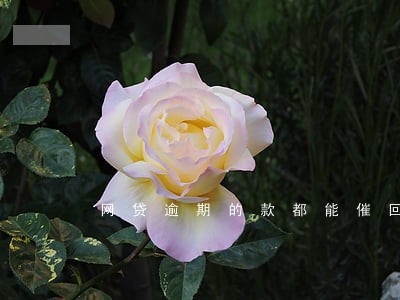 网贷逾期的款都能催回来吗 网贷逾期的款都能催回来吗