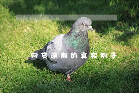 网贷逾期的真实例子 网贷逾期的真实例子