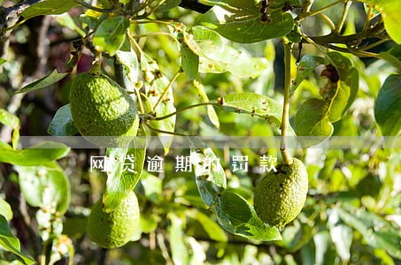 网贷逾期的罚款