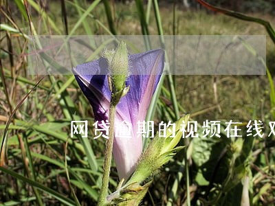 网贷逾期的视频在线观看 网贷逾期的视频在线观看