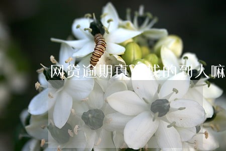 网贷逾期真么找的到人嘛6 网贷逾期真么找的到人嘛6