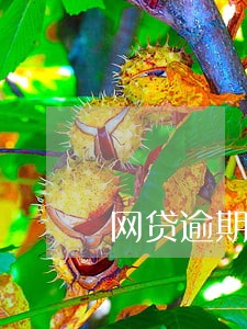 网贷逾期真会在大年夜催收吗 网贷逾期真会在大年夜催收吗