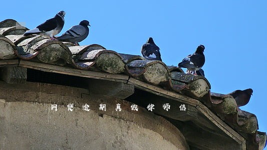 网贷逾期真假律师信 网贷逾期真假律师信