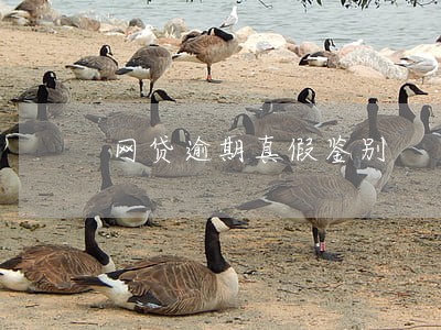 网贷逾期真假鉴别 网贷逾期真假鉴别
