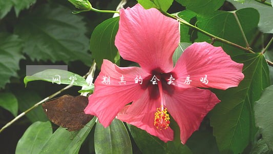 网贷逾期真的会卖房吗
