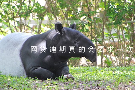 网贷逾期真的会要求一次结清吗