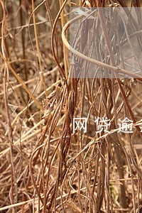 网贷逾期真的没事吗 网贷逾期真的没事吗