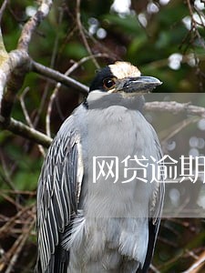 网贷逾期真的立案吗 网贷逾期真的立案吗