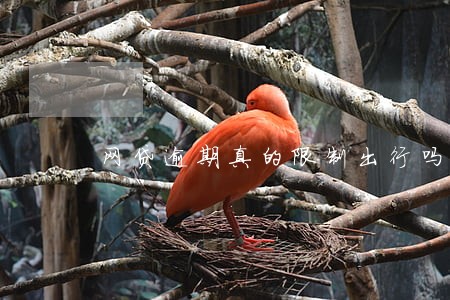 网贷逾期真的限制出行吗 网贷逾期真的限制出行吗