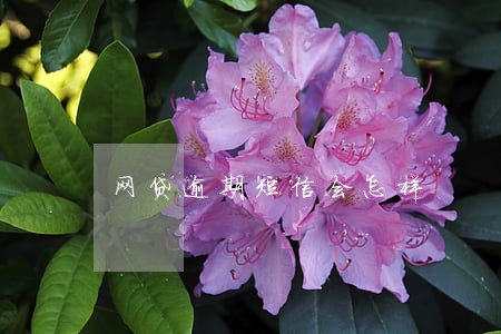 网贷逾期短信会怎样