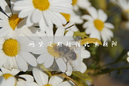 网贷逾期短信北京朝阳 网贷逾期短信北京朝阳