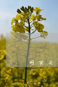 网贷逾期短信发送律师函 网贷逾期短信发送律师函
