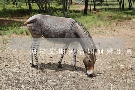 网贷逾期短信如何辨别真假 网贷逾期短信如何辨别真假