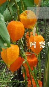 网贷逾期短信收到立案申请书