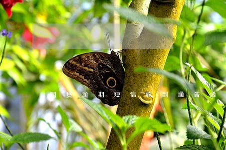 网贷逾期短信收到通告函律师函 网贷逾期短信收到通告函律师函