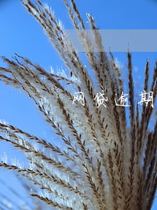网贷逾期短信说调解 网贷逾期短信说调解