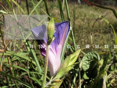 网贷逾期短信通知划扣是真的吗