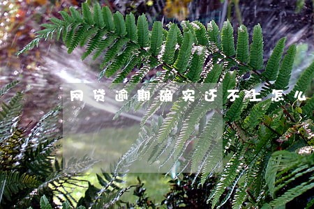 网贷逾期确实还不上怎么办 网贷逾期确实还不上怎么办