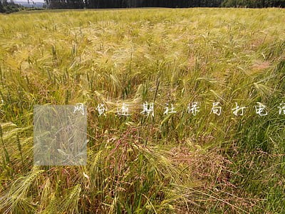 网贷逾期社保局打电话到公司