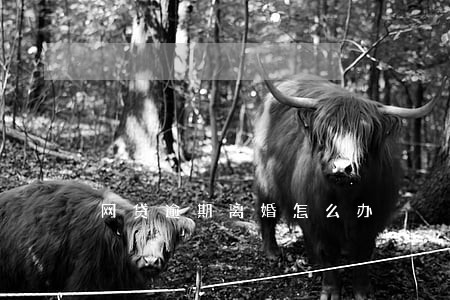 网贷逾期离婚怎么办 网贷逾期离婚怎么办