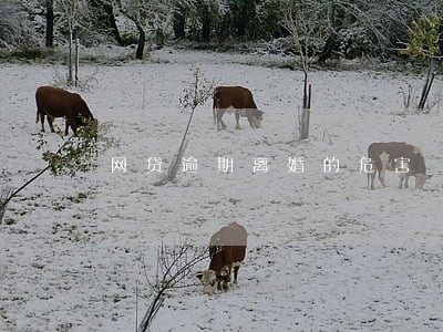 网贷逾期离婚的危害 网贷逾期离婚的危害