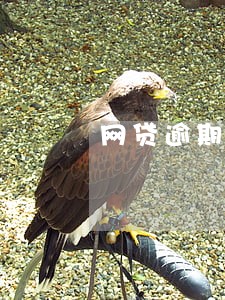 网贷逾期移交名单 网贷逾期移交名单