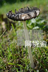 网贷逾期究竟会怎样 网贷逾期究竟会怎样