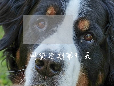 网贷逾期第9天
