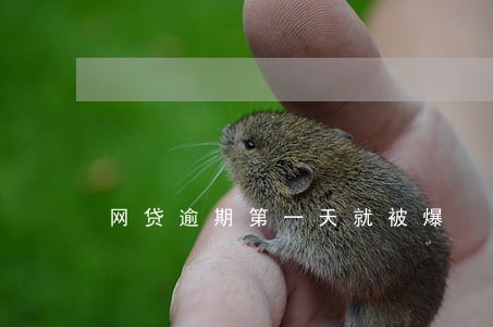 网贷逾期第一天就被爆 网贷逾期第一天就被爆