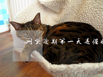网贷逾期第一天遇催收怎么说 网贷逾期第一天遇催收怎么说
