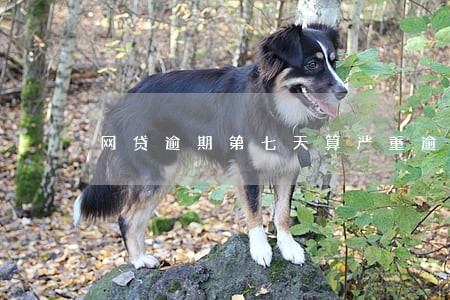 网贷逾期第七天算严重逾期吗 网贷逾期第七天算严重逾期吗